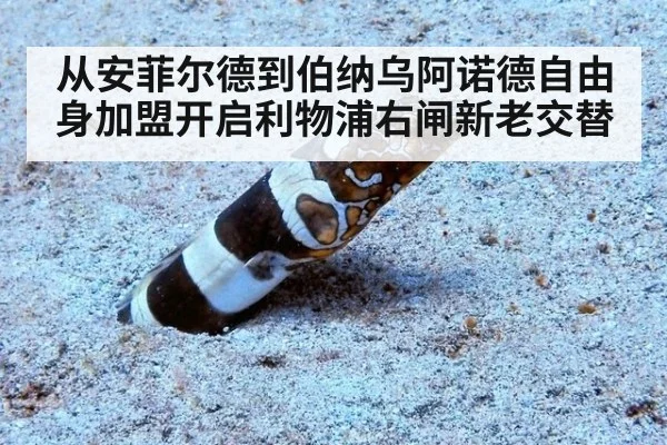 从安菲尔德到伯纳乌阿诺德自由身加盟开启利物浦右闸新老交替
